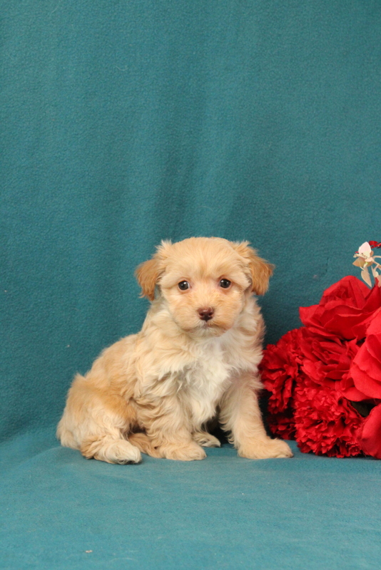 puppy, for, sale, Malshi-Poo, Matthew B. Stoltzfus, dog, breeder, Gap, PA, dog-breeder, puppy-for-sale, forsale, nearby, find, puppyfind, locator, puppylocator, aca